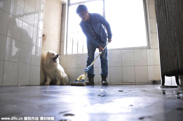 Zhang Zehui nettoie un chenil dans sa ferme de la ville de Shijiazhuang, capitale de la Province du Hebei, dans le Nord de la Chine, le 7 avril 2015. [Photo / IC]