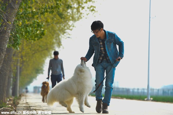 Zhang Zehui marche avec un chien et le récompense avec de la nourriture, à Shijiazhuang, capitale de la Province du Hebei, dans le Nord de la Chine, le 7 avril 2015. [Photo / IC]