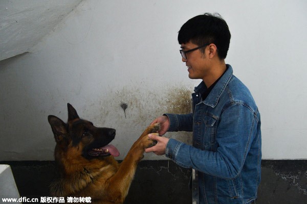 Zhang Zehui serre la patte d’un chien pour créer des liens d’amitié avec lui dans sa ferme de la ville de Shijiazhuang, capitale de la Province du Hebei, dans le Nord de la Chine, le 7 avril 2015. [Photo / IC]