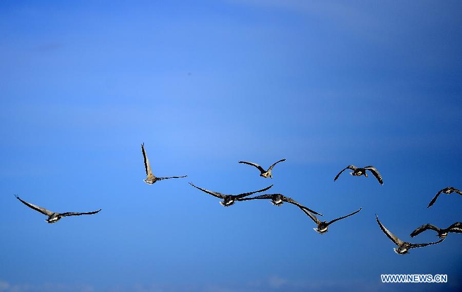 Lac Qinghai: un paradis pour des oiseaux