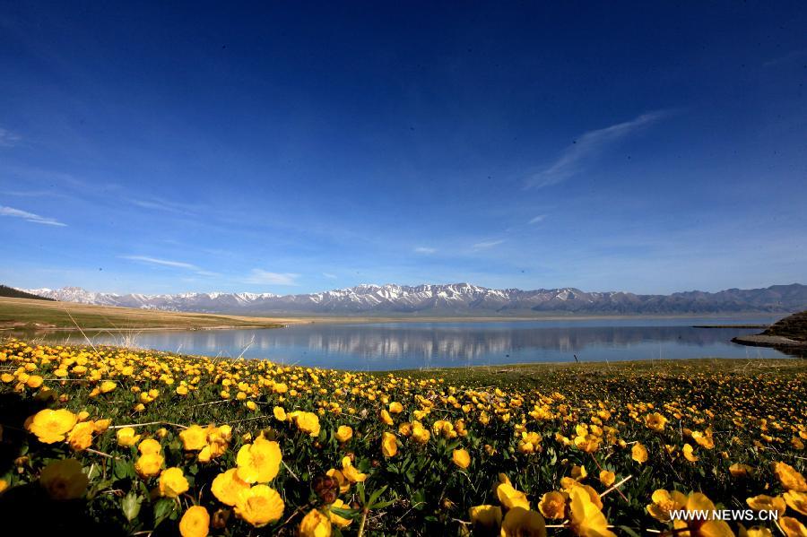 Photo prise le 9 mai 2015 montrant des fleurs en pleine floraison près du lac Sayram, dans la préfecture de Bortala, dans la région autonome ouïgoure du Xinjiang (nord-ouest de la China). (Xinhua/Shen Zhijun)