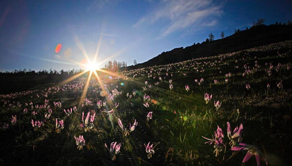 Une belle montagne en fleurs dans le Xinjiang