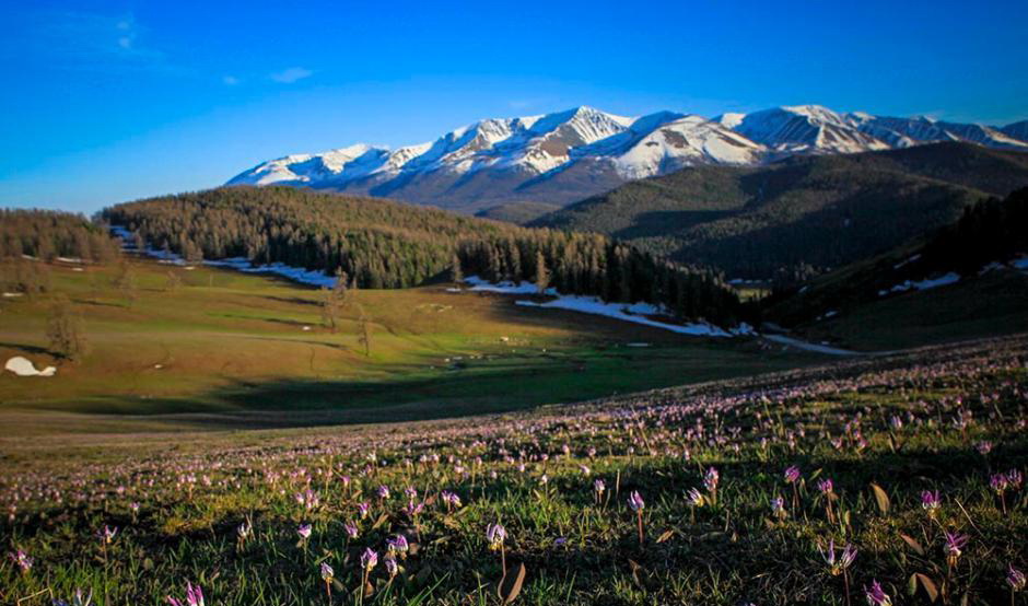 Une belle montagne en fleurs dans le Xinjiang