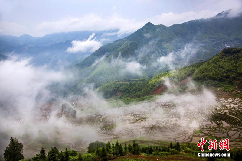 Les champs en terrasses de Youxi dans la brume