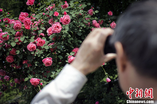 Beijing : 1500 types de roses chinoises au jardin botanique