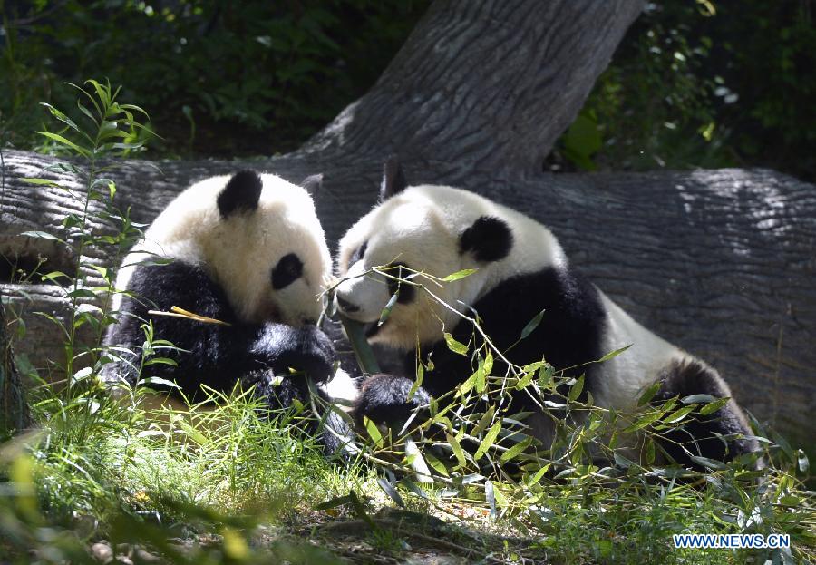 Nouvelle vie de Mei Lun et Mei Huan au Zoo d'Atlanta