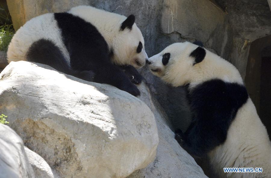 Nouvelle vie de Mei Lun et Mei Huan au Zoo d'Atlanta
