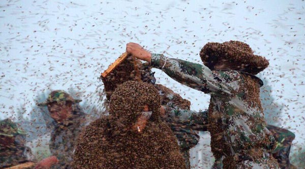 Un manteau d'abeilles de 109,05 kg