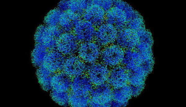 Une vue au microscope du virus de l'herpès, appelé SV40.
