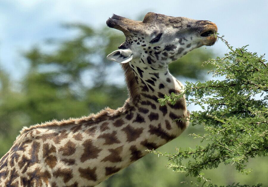 Une girafe survit depuis cinq ans avec un cou en zigzag