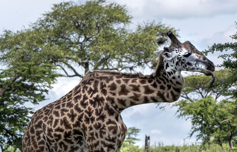 Une girafe au cou cassé. [Photo / IC]