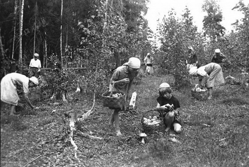 En 1942, des élèves cueillent des champignons à la campagne.