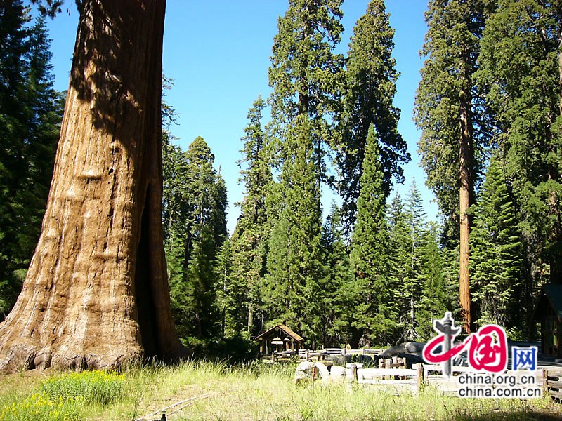 Le parc national des Séquoias aux Etats-Unis