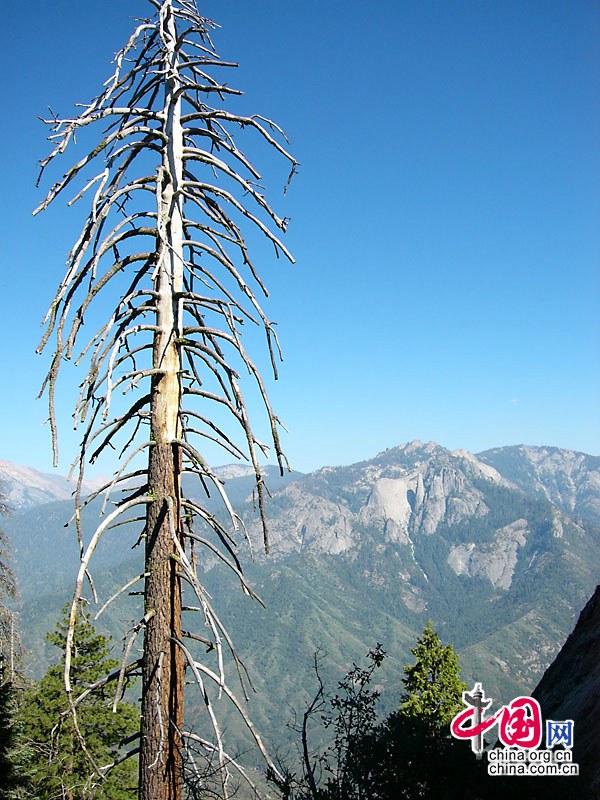 Le parc national des Séquoias aux Etats-Unis