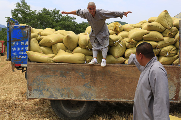 Les moines du temple Shaolin, réputés pour les arts martiaux, à la récolte de blé dans un champ près du temple dans la province de Henan, le 14 juin 2015. [Photo : Chen Liang/Asianewsphoto]