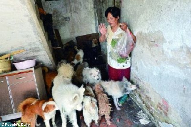 Festival de viande de chien : une Chinoise héroïque pour sauver ces petites bêtes