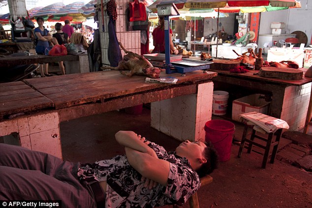 Festival de viande de chien : une Chinoise héroïque pour sauver ces petites bêtes