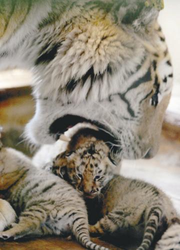 Les petits tigres lors de leur naissance en avril.