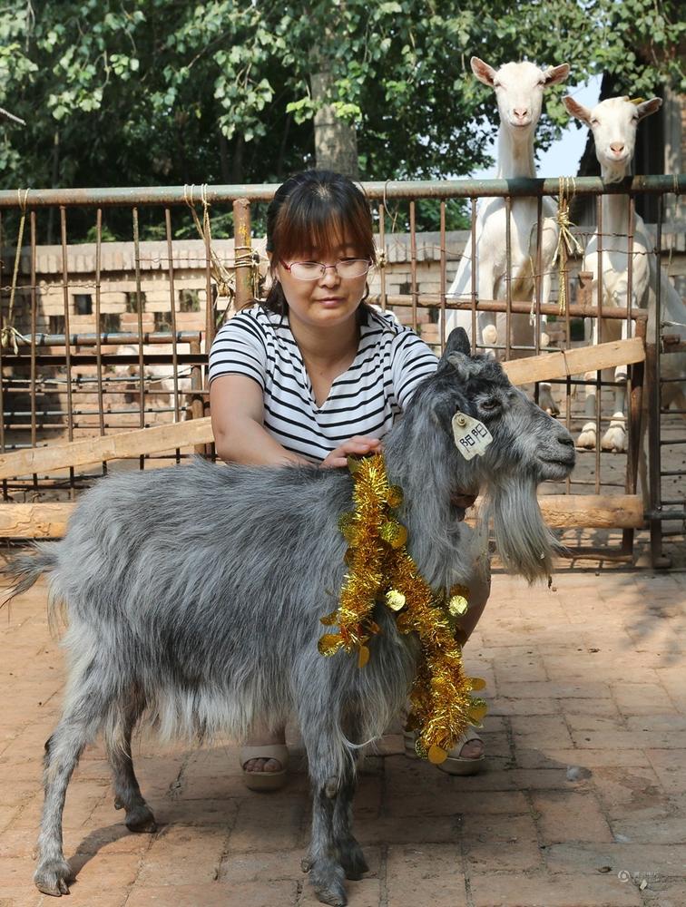 Une chèvre clonée fête son 15e anniversaire