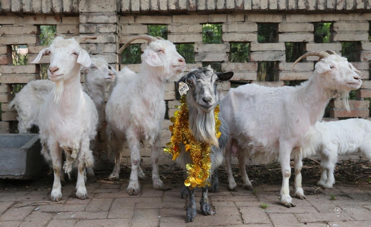 Une chèvre clonée fête son 15e anniversaire