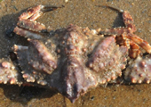 Des crabes "aliens" découverts à Qinghai