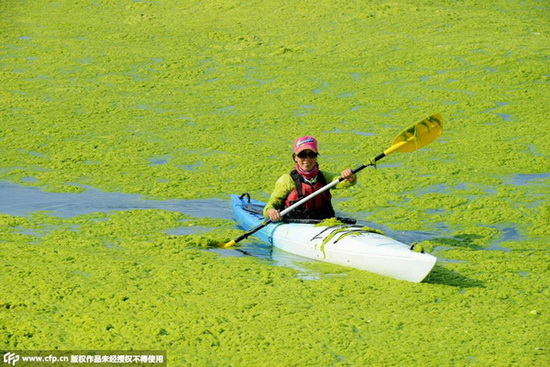 Prolifération d'algues vertes à Qingdao
