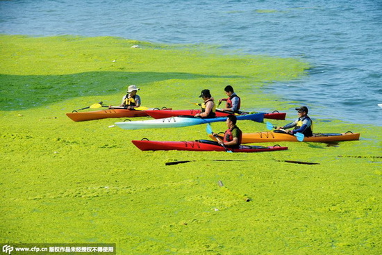 Prolifération d'algues vertes à Qingdao
