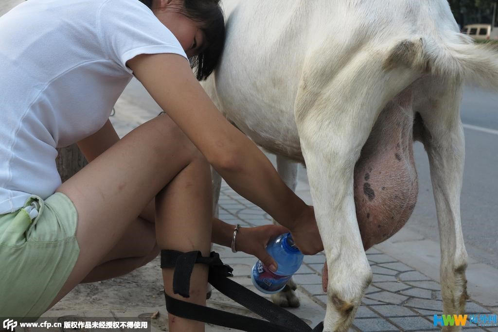 Un jeune couple connait le succès en vendant du lait de chèvre frais dans les rues de Xi'an