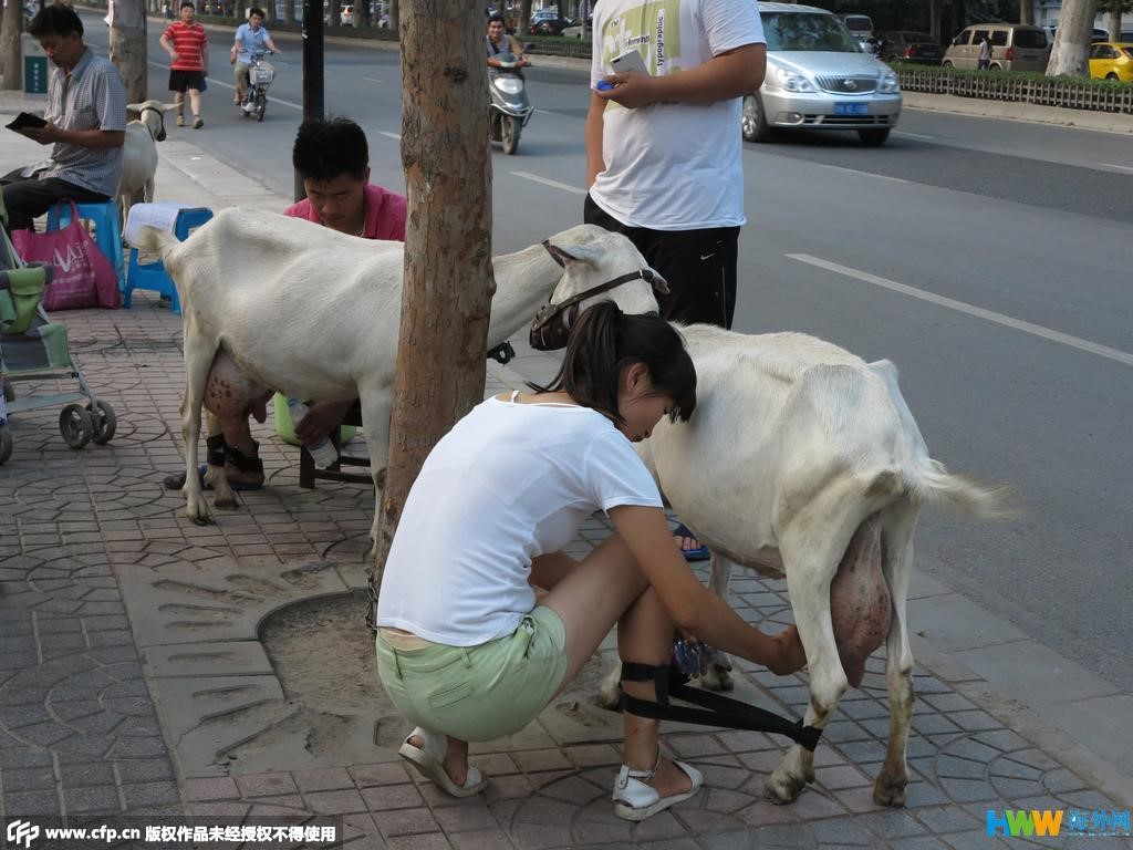 Un jeune couple connait le succès en vendant du lait de chèvre frais dans les rues de Xi'an