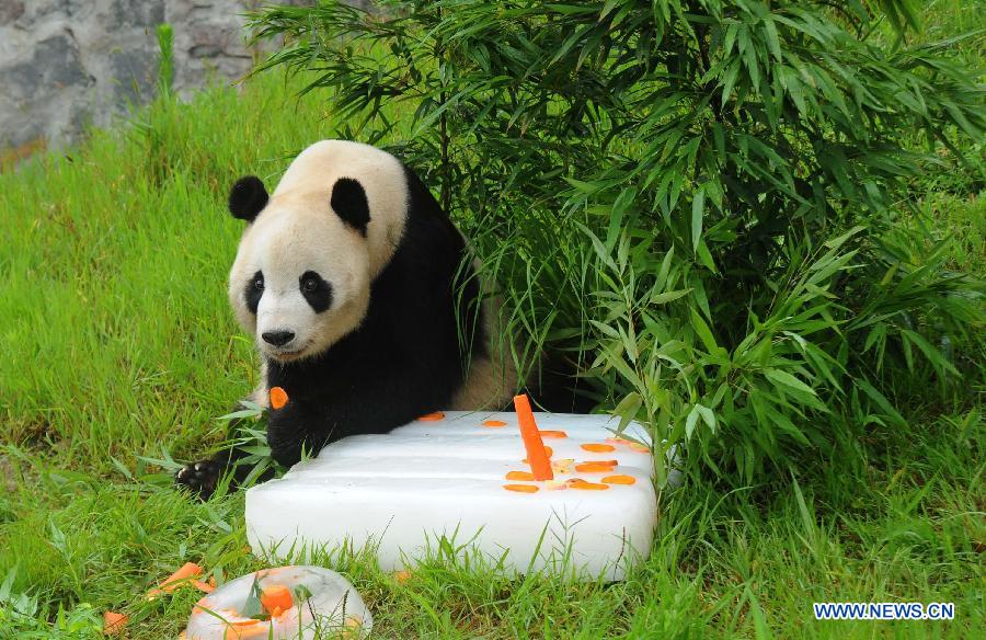 Le panda Taishan a célébré son dixième anniversaire en Chine dans le Sichuan