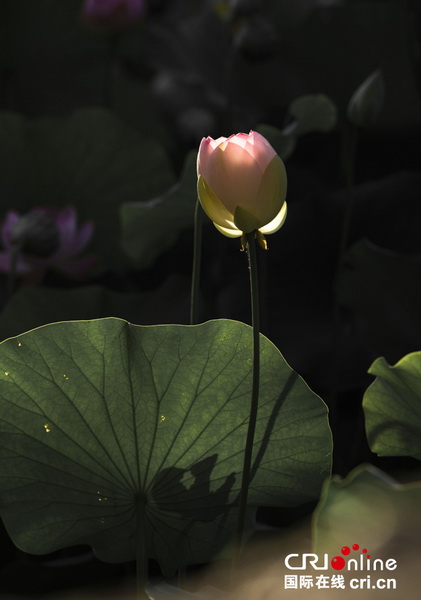 Fleurs de lotus pour une illusion parfaite 