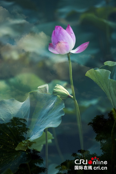Fleurs de lotus pour une illusion parfaite 