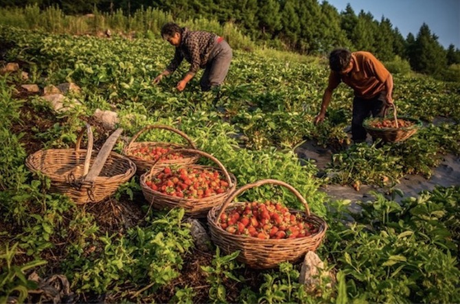 Les villageois plantent des fraises pour gagner leur vie.