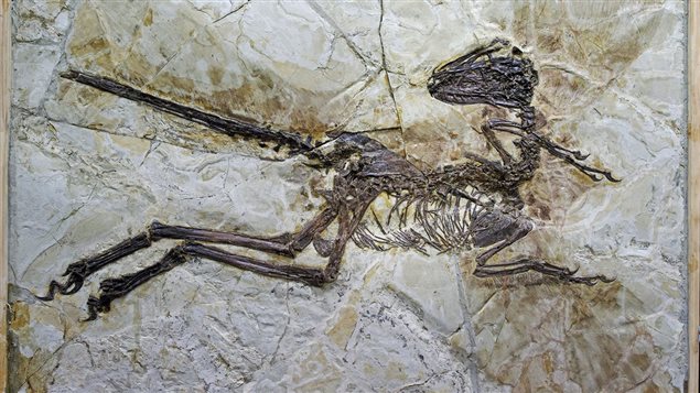 Chine : découverte du fossile d’un dinosaure à plumes 