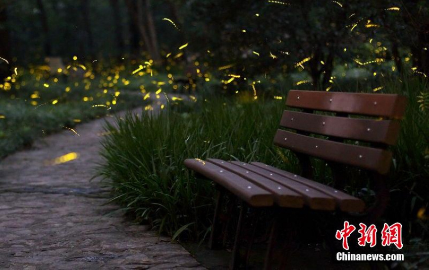 L'été des lucioles à Nanjing