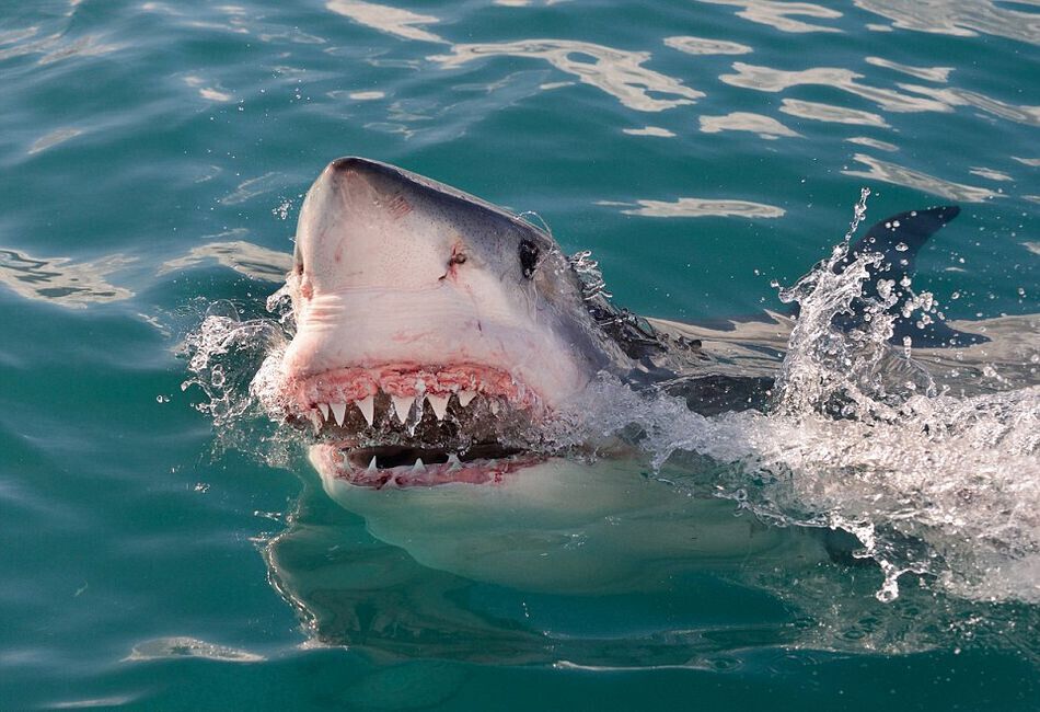 Scènes palpitantes d'un grand requin blanc chassant le phoque en Afrique du Sud
