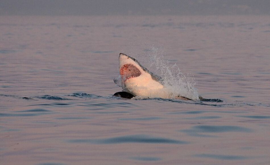 Scènes palpitantes d'un grand requin blanc chassant le phoque en Afrique du Sud