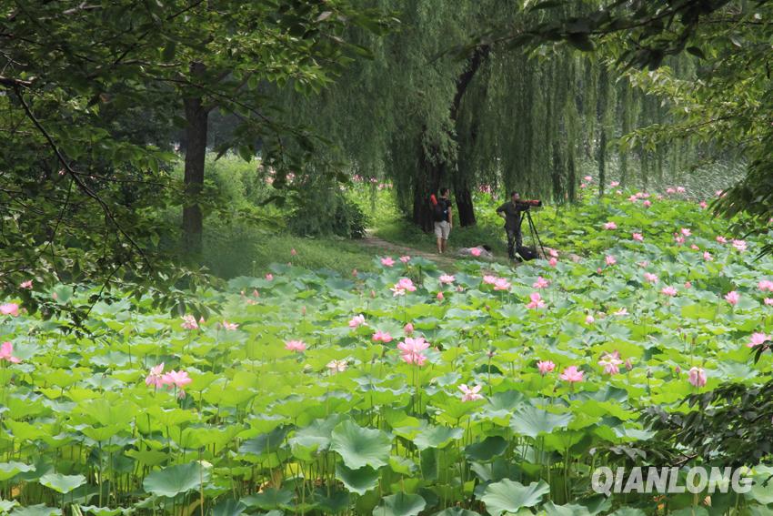 Beijing : venez admirer les fleurs de lotus dans le parc Yuyuantan !