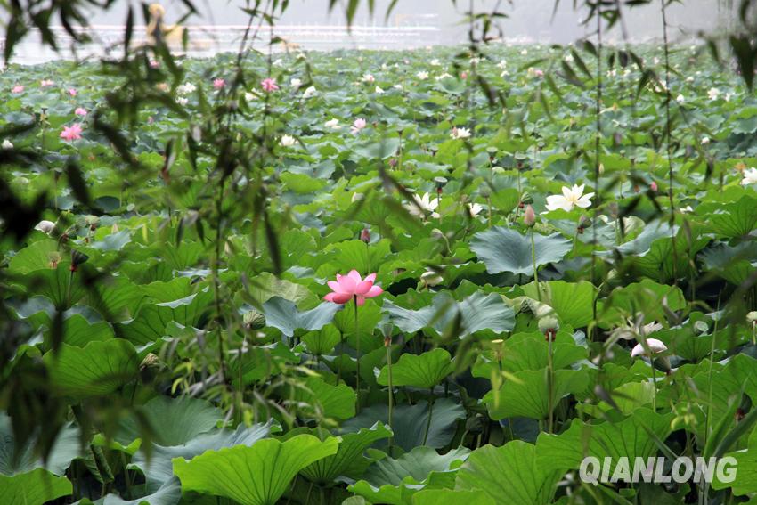 Beijing : venez admirer les fleurs de lotus dans le parc Yuyuantan !