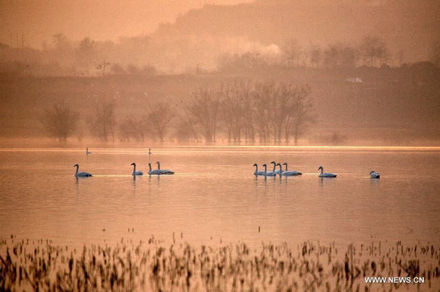 Des oiseaux dans la réserve de zones humides du fleuve Jaune à Pinglu 