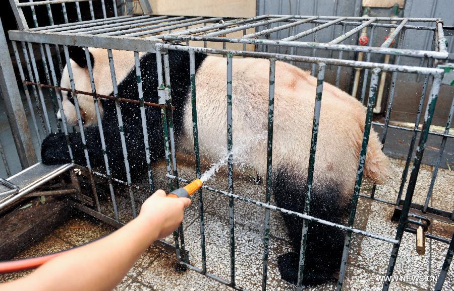 Les pandas géants confrontés à la canicule dans le sud-ouest de la Chine