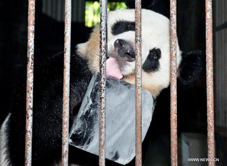Les pandas géants confrontés à la canicule dans le sud-ouest de la Chine