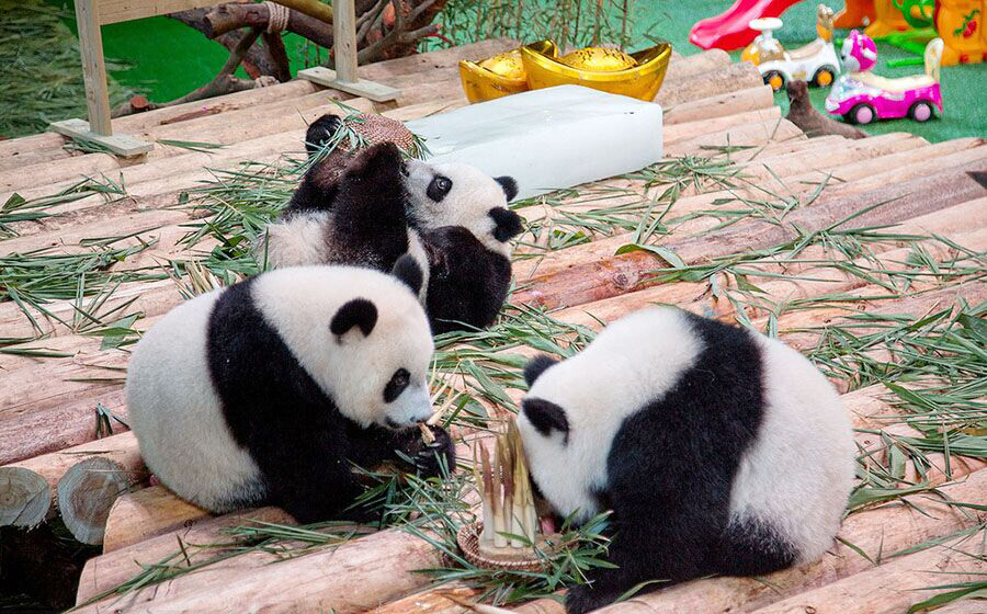 Les seuls pandas triplés vivants dégustent du bambou à l’occasion de leur premier anniversaire au Chimelong Safari Park de la ville de Guangzhou, capitale de la Province du Guangdong, dans le Sud de la Chine, le 29 juillet 2015. Plus de 4 000 personnes se sont rassemblées dans le parc pour transmettre leurs vœux aux pandas, une femelle et deux mâles. La mère des triplés est Juxiao, qui leur a donné le jour au parc le 29 juillet 2014, un événement rare en raison du faible taux de reproduction des pandas géants. [Photo / IC]