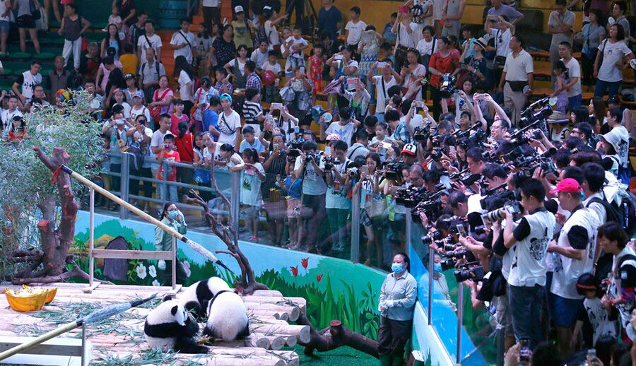 Les visiteurs prennent des photos du premier anniversaire des pandas dans le parc dans la ville de Guangzhou, dans la province méridionale du Guangdong, le 29 juillet 2015. [Photo / IC]