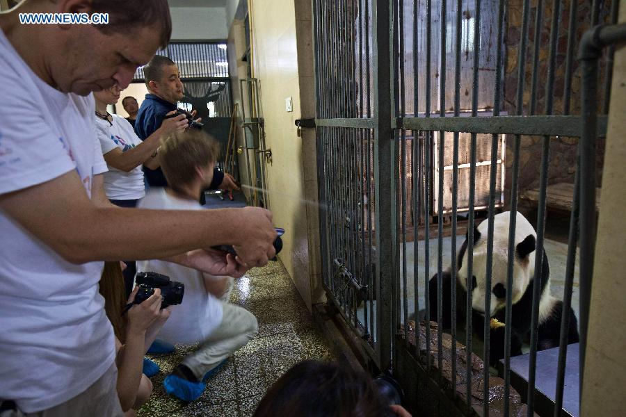 Pandas géants : 12 fans européens à Chengdu