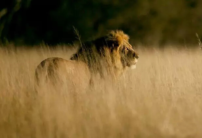 Zimbabwe : la Chine donne 2 millions de dollars pour lutter contre le braconnage après la mort de Cecil le lion