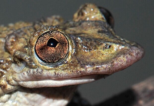 Des scientifiques brésiliens découvrent les premières grenouilles venimeuses du monde