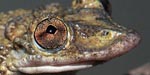 Des scientifiques brésiliens découvrent les premières grenouilles venimeuses du monde