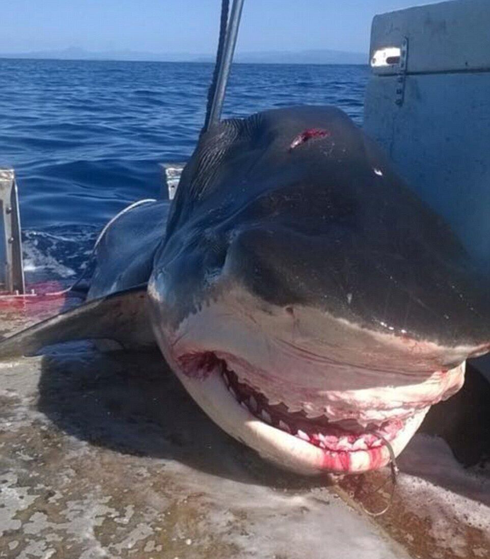 Un énorme requin tigre de 6 mètres capturé au large de l’Australie