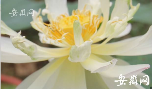 Anhui : une graine de 600 ans donne des fleurs de lotus